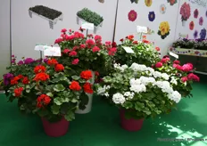 Sansone is a new line of interspecific pelargoniums. Also these pelargonium varieties come out of Padanas own selection and are according to Caccia very strong and resistant.  They are proud to present a white variety as it is a difficult color in pelargoniums.